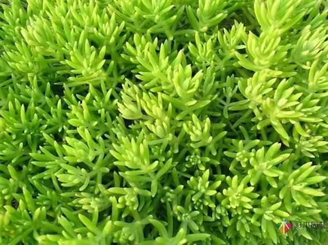 重慶72種常見私家花園綠化植物有哪些？