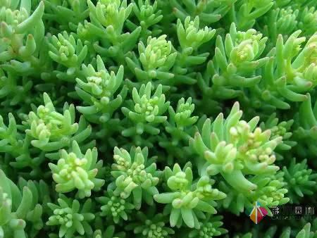 重慶72種常見私家花園綠化植物有哪些？