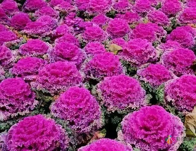 庭院花境園藝設(shè)計和植物搭配需要哪些要求？