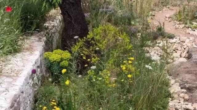 花園庭院設(shè)計中植物該怎么設(shè)計？