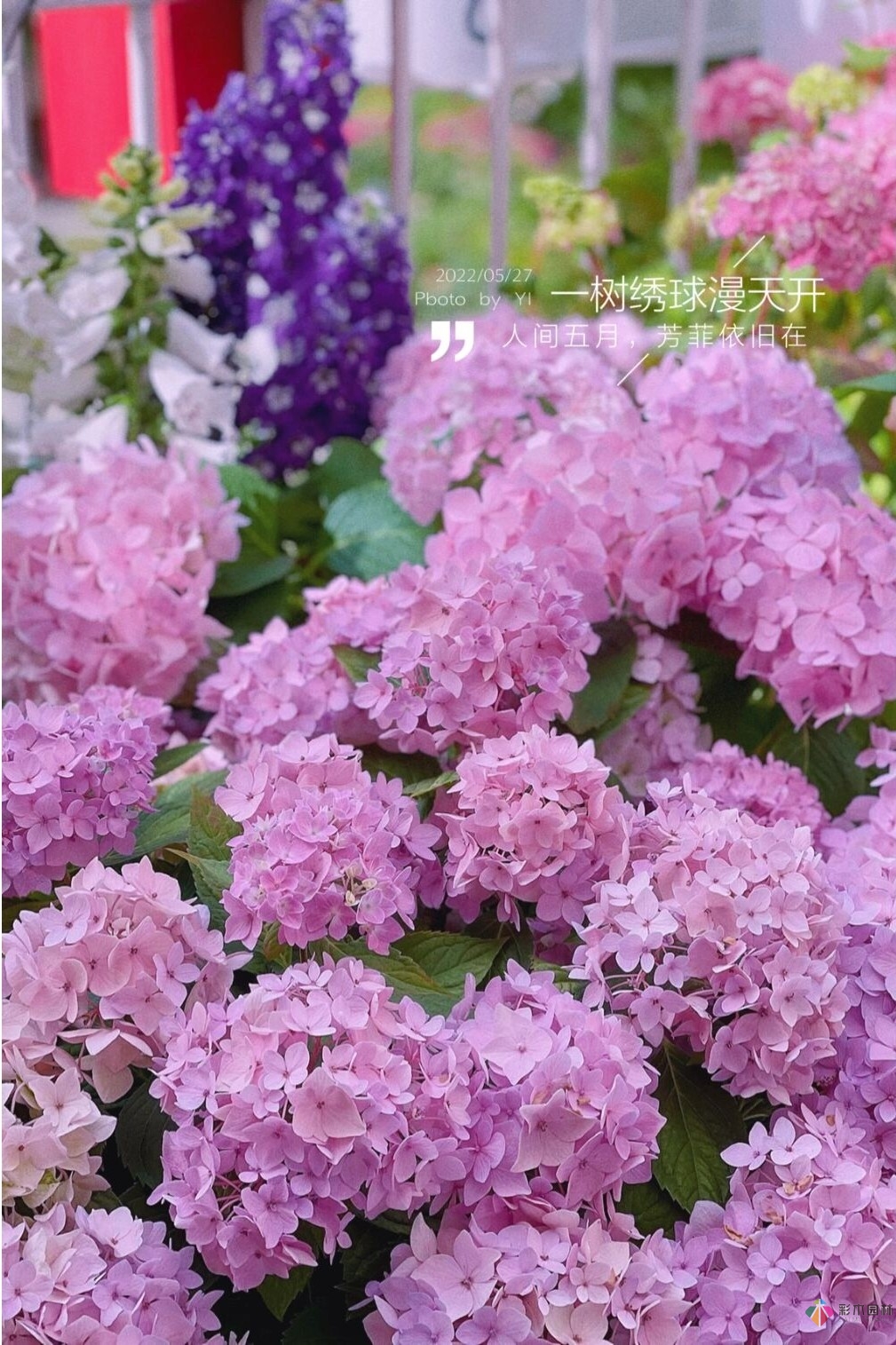 8平米開放式陽臺，DIY變身自己的秘密花園，好美！