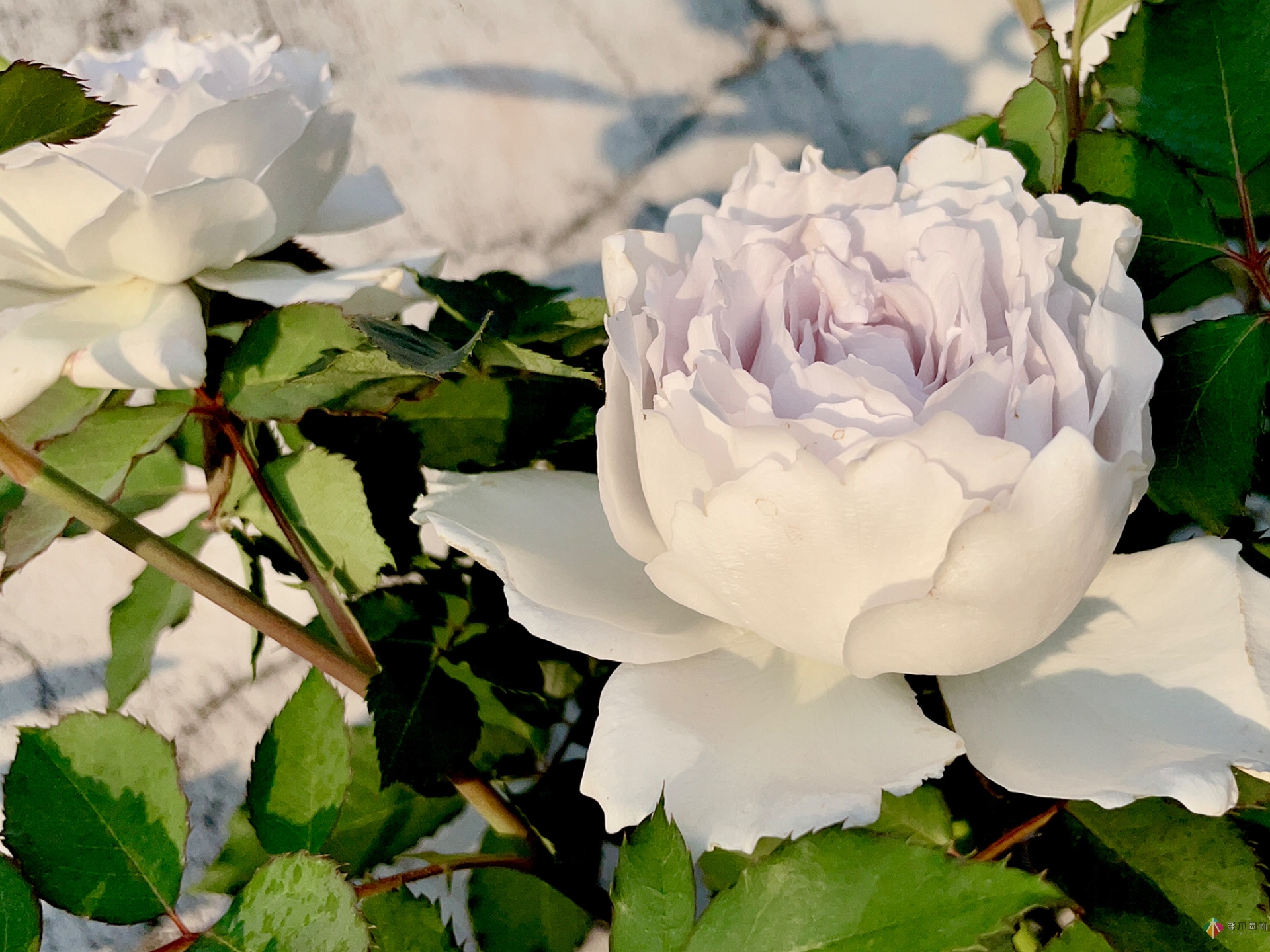 30㎡復(fù)式露臺，種花種草打造“sky 花園”，折騰了一年多，