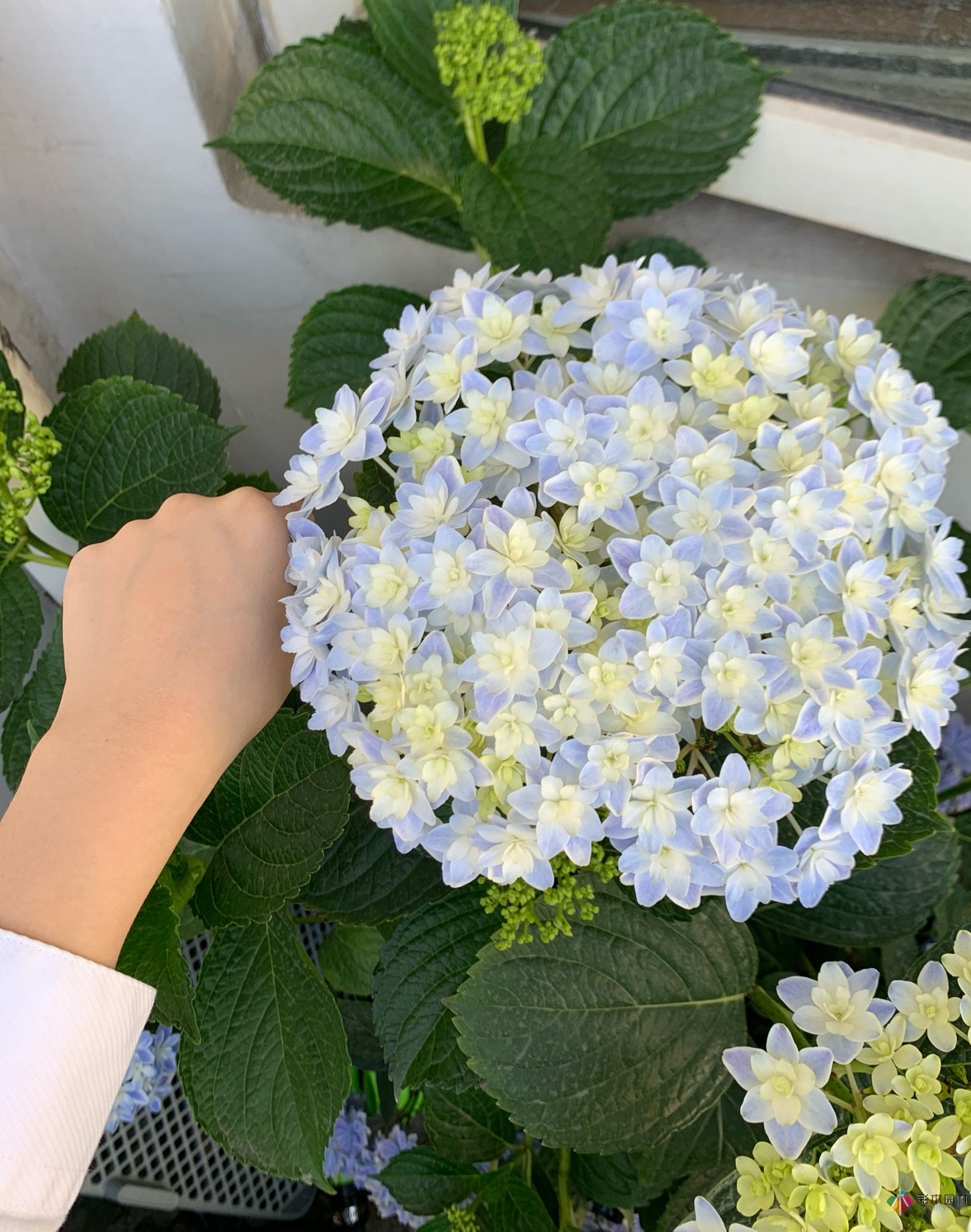 30㎡復(fù)式露臺，種花種草打造“sky 花園”，折騰了一年多，