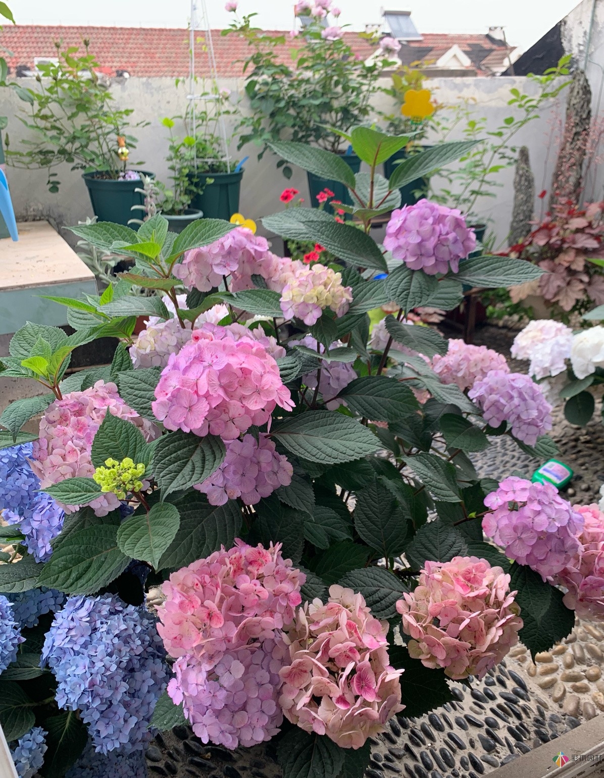 30㎡復(fù)式露臺，種花種草打造“sky 花園”，折騰了一年多，