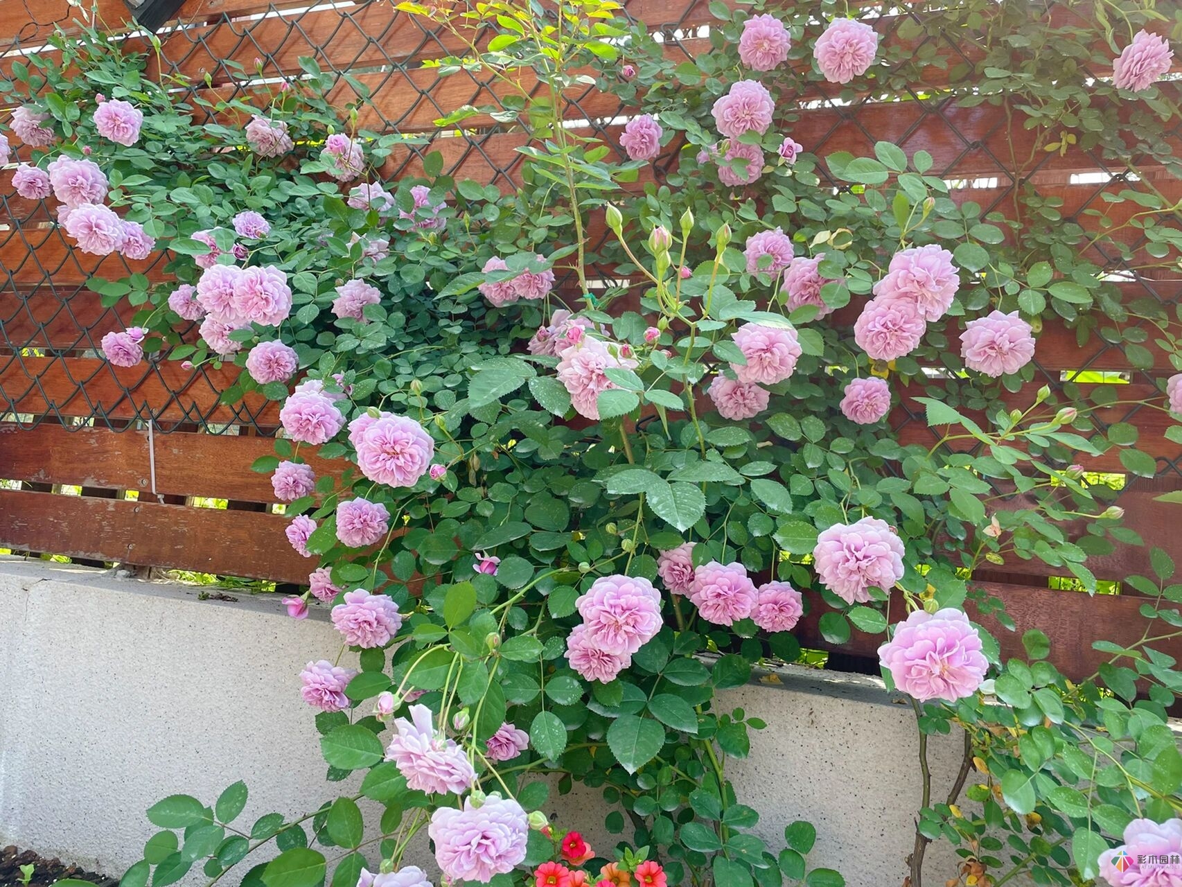 31歲的時(shí)候，用花園買了房子。折騰了300多天，滿園花開。
