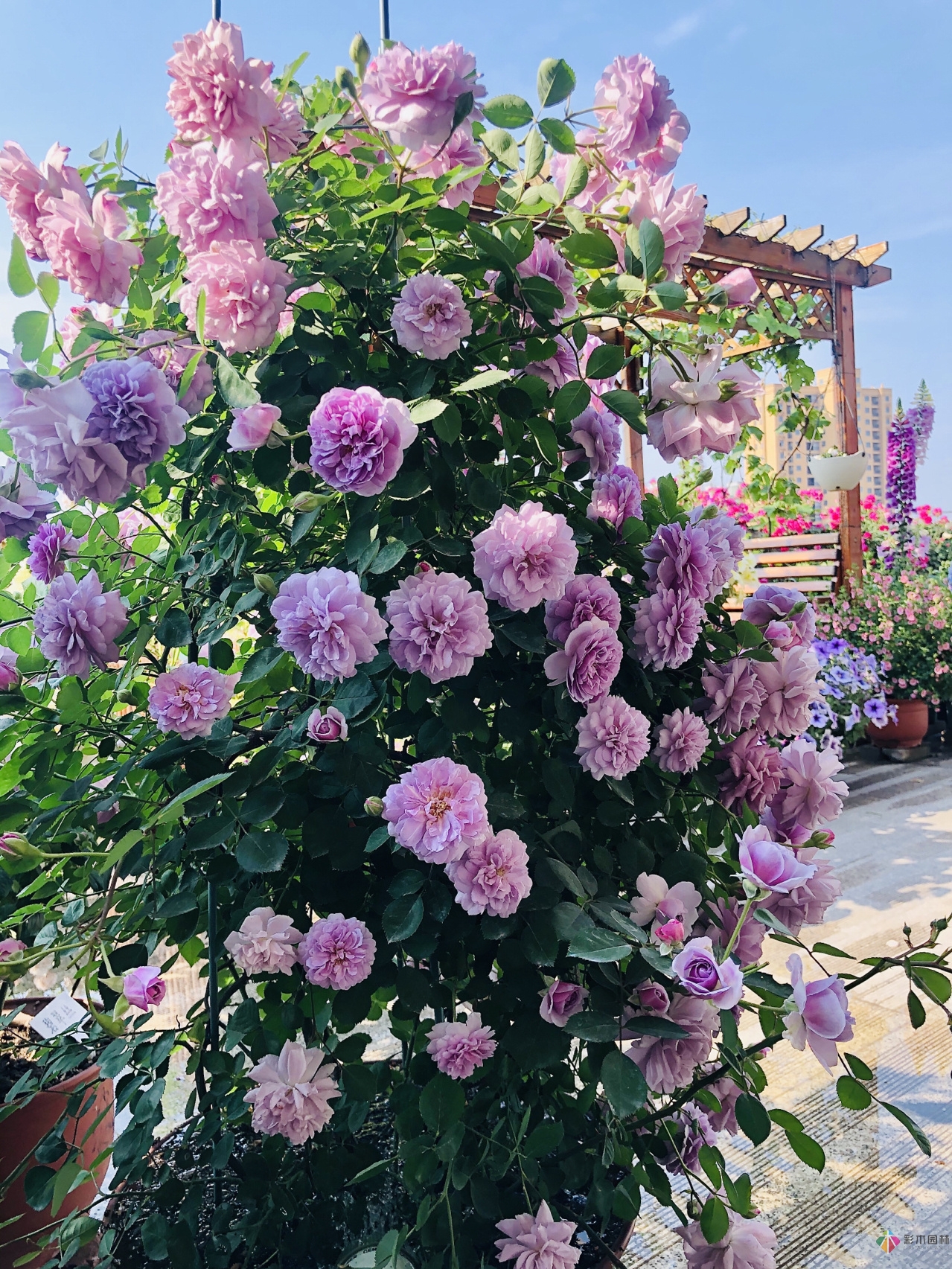 100㎡的復(fù)式露臺(tái)，半花半菜，有詩意，有生活，如此愜意。