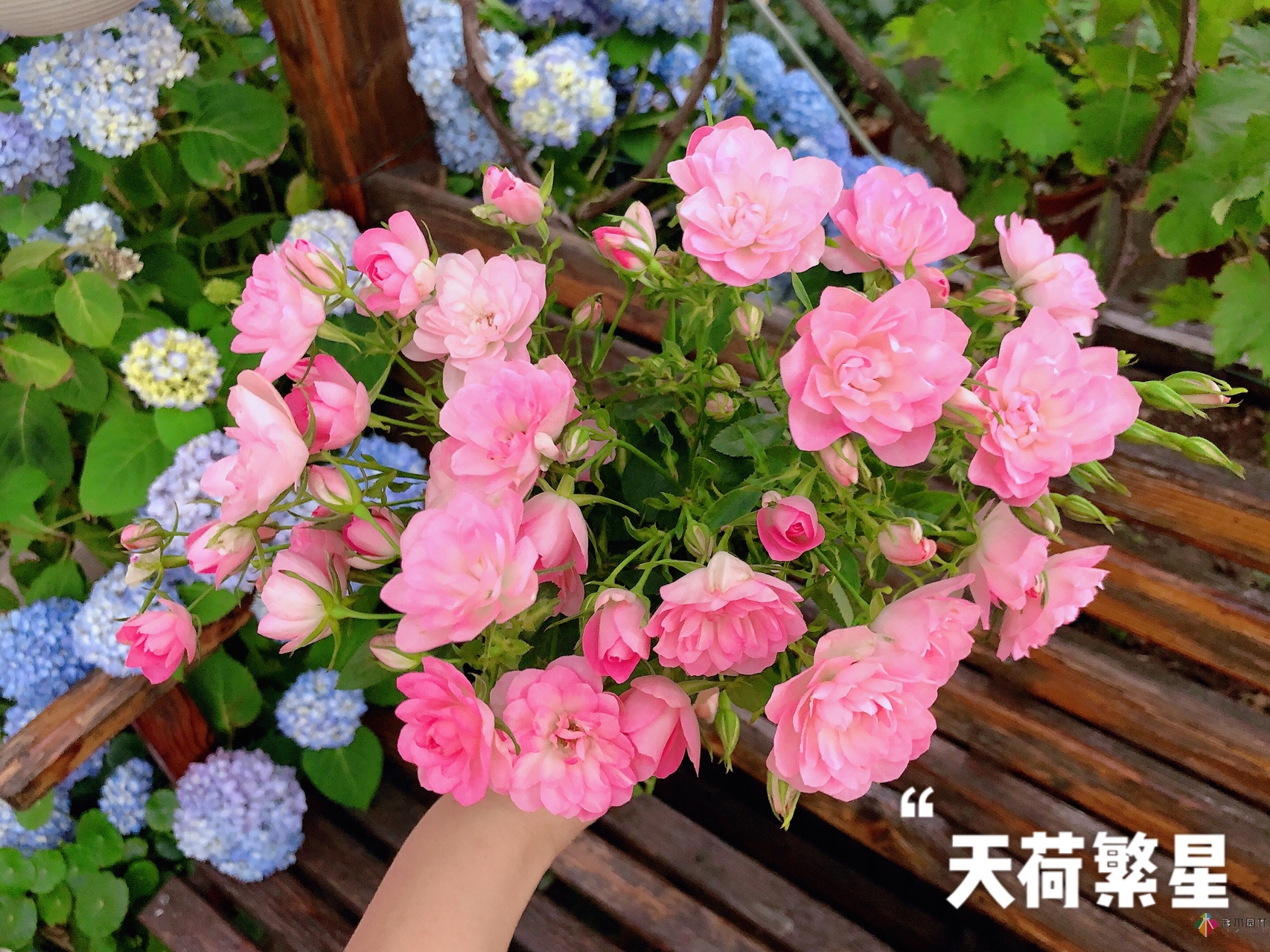 100㎡的復(fù)式露臺(tái)，半花半菜，有詩意，有生活，如此愜意。