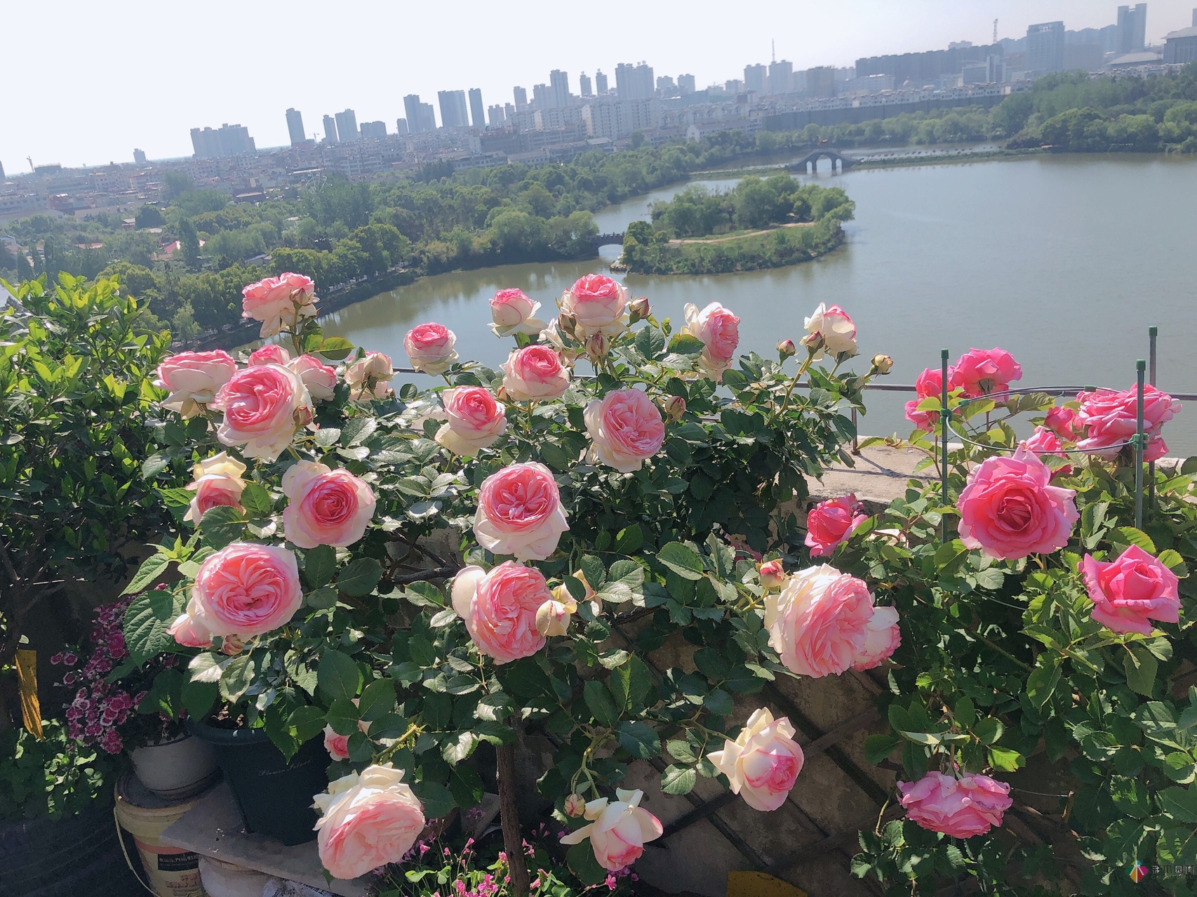 100㎡的復(fù)式露臺(tái)，半花半菜，有詩意，有生活，如此愜意。