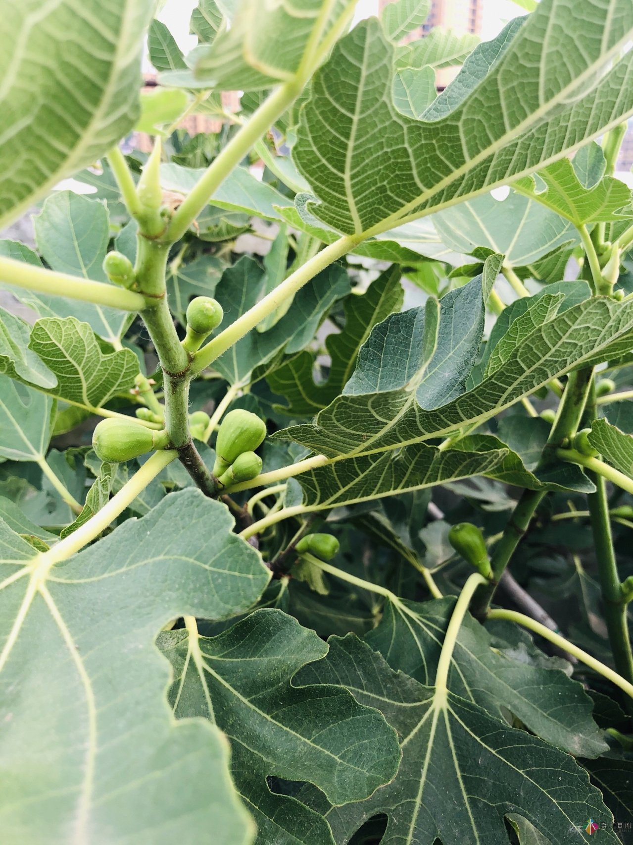 100㎡的復(fù)式露臺(tái)，半花半菜，有詩意，有生活，如此愜意。