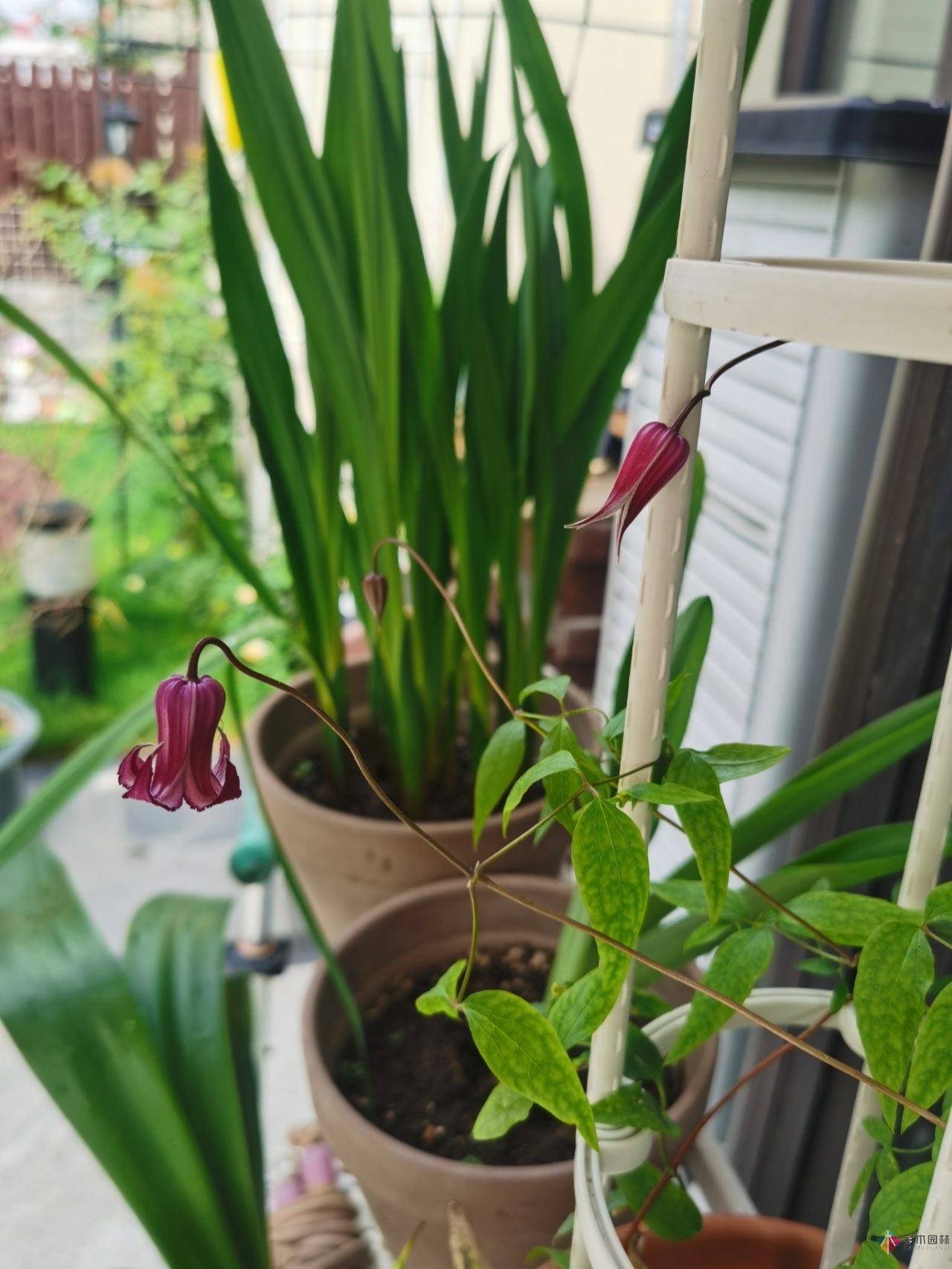 不顧父母反對(duì)，買了一層110㎡的院子，自己一個(gè)人折騰成花園。就這么治好了。

