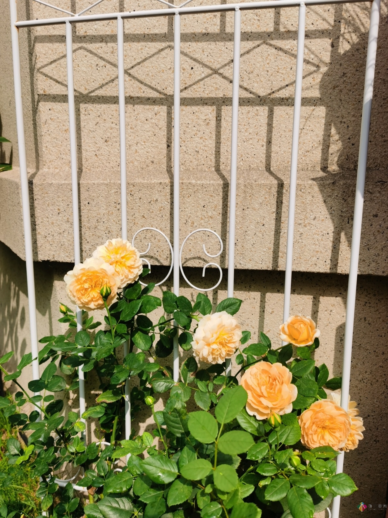 不顧父母反對(duì)，買了一層110㎡的院子，自己一個(gè)人折騰成花園。就這么治好了。
