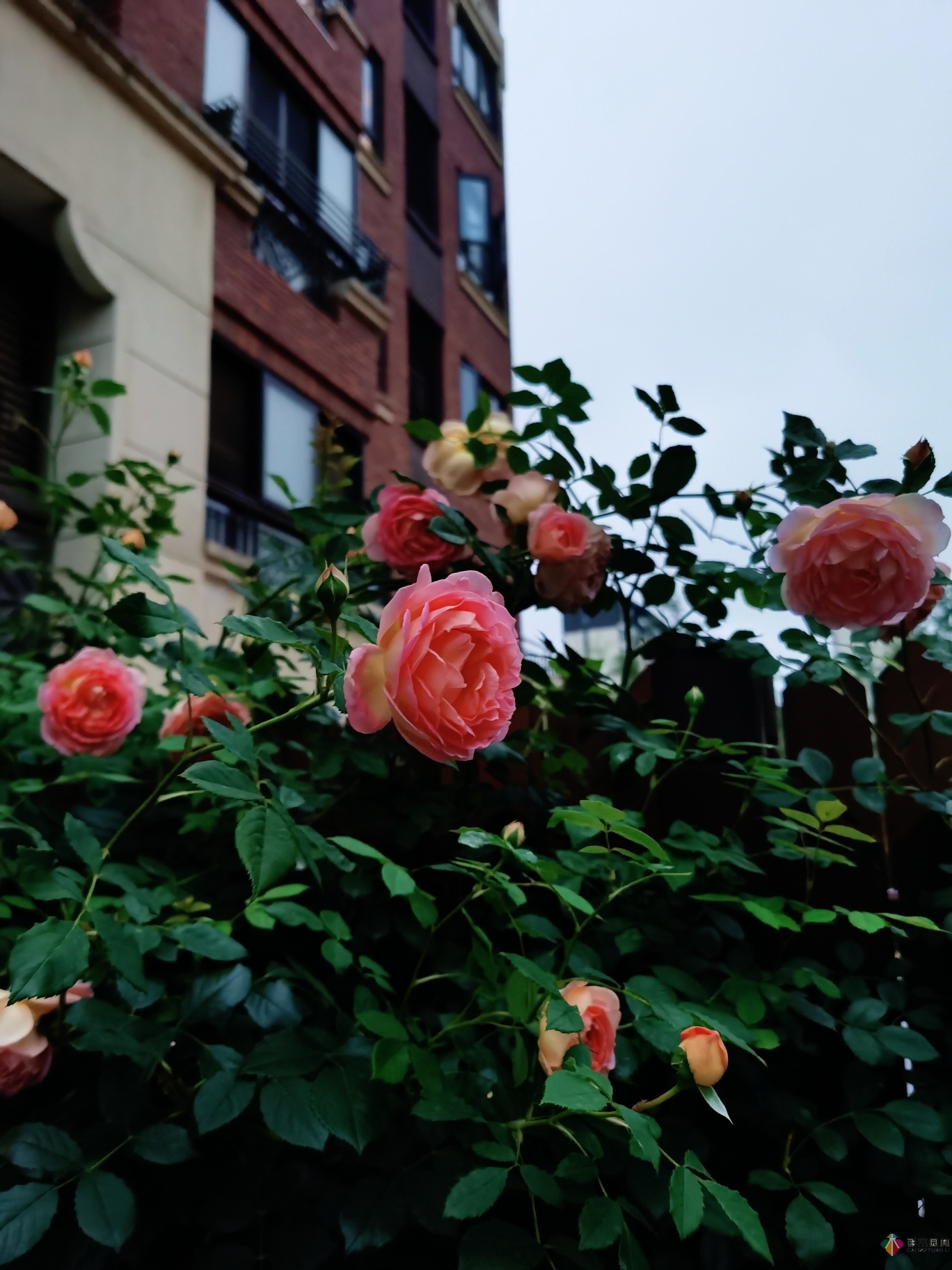 不顧父母反對(duì)，買了一層110㎡的院子，自己一個(gè)人折騰成花園。就這么治好了。
