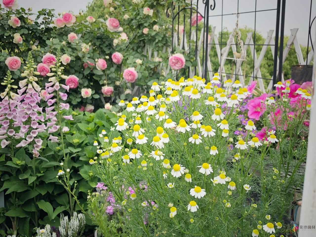 花了4年時(shí)間搭建了13㎡的屋頂露臺(tái)花園，每個(gè)角落都美如畫(huà)