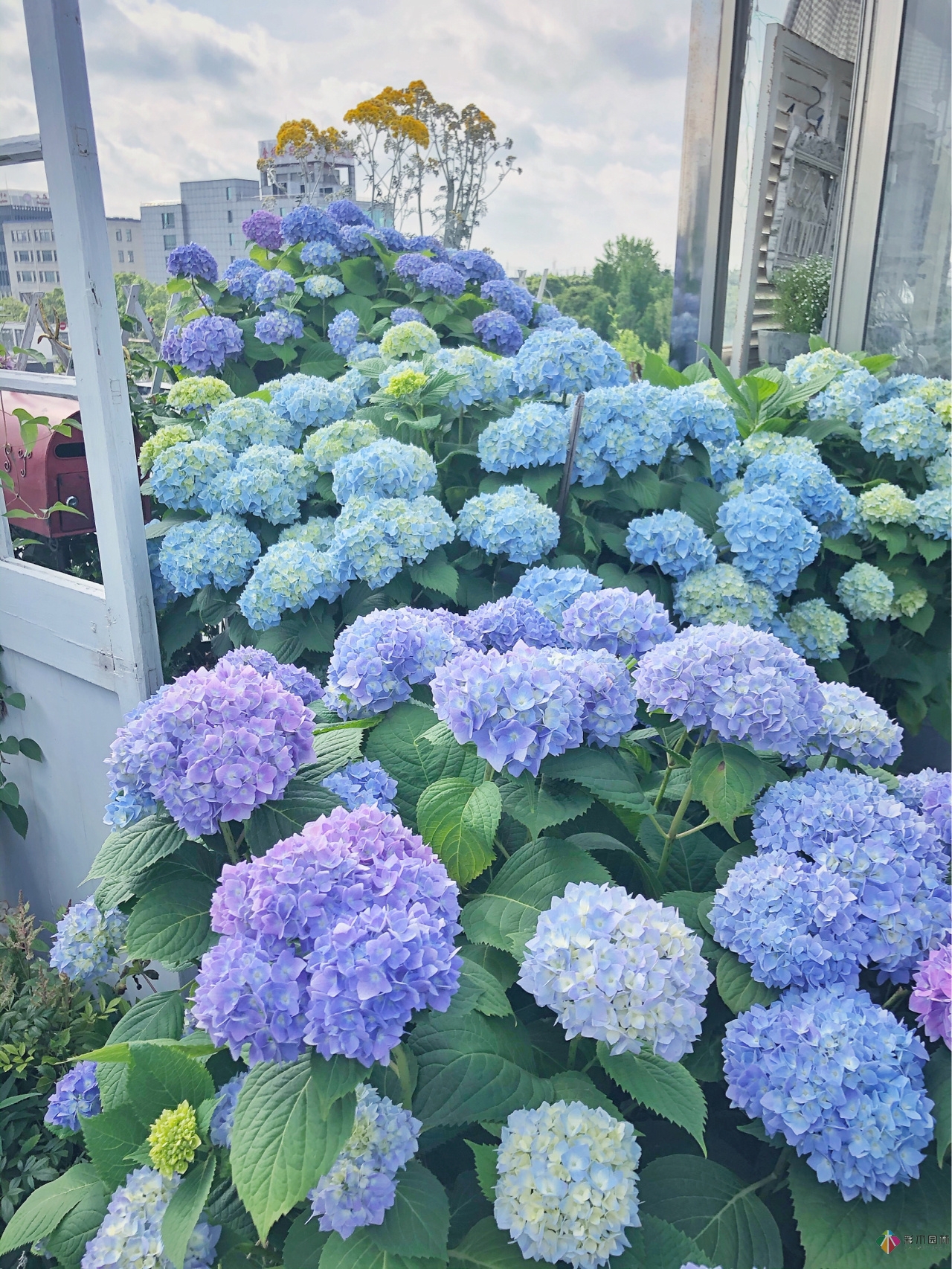 花了4年時(shí)間搭建了13㎡的屋頂露臺(tái)花園，每個(gè)角落都美如畫(huà)