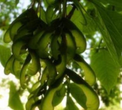 Villa 花園設(shè)計中如何修剪復(fù)葉槭？