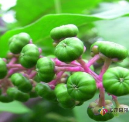 Villa 花園商陸在設(shè)計中是如何繁殖的？