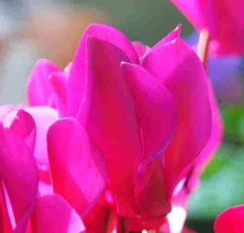 別墅庭院設(shè)計(jì)中如何延長(zhǎng)仙客來(lái)的花期