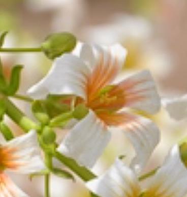 別墅庭院設(shè)計(jì)中的文冠果冬季開(kāi)花。