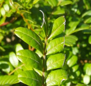 嘗試3個(gè)簡(jiǎn)單的方法讓花園.的夏季生活輕松舒適